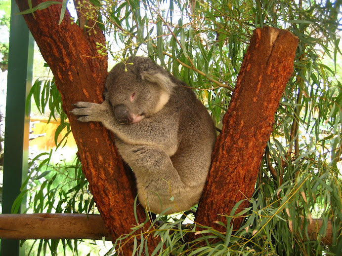 ~ It's Koala ~