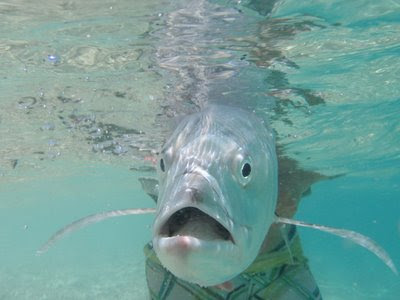 fish+face.jpg