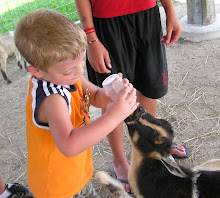 Feeding the baby goats