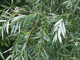 [Salix_alba_leaves(sögüt).jpg]