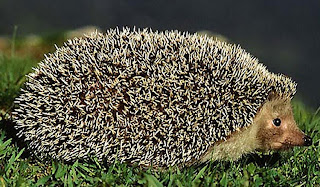 Animais de Portugal: Ouriço-caixeiro
