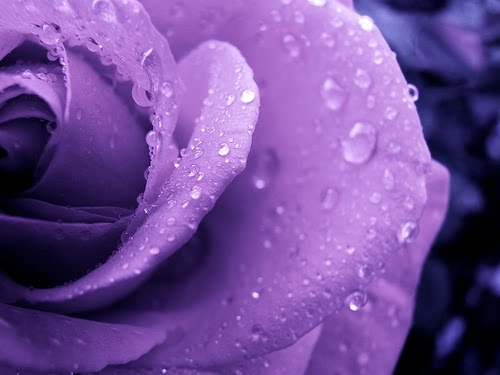 [purple+rose.jpg]