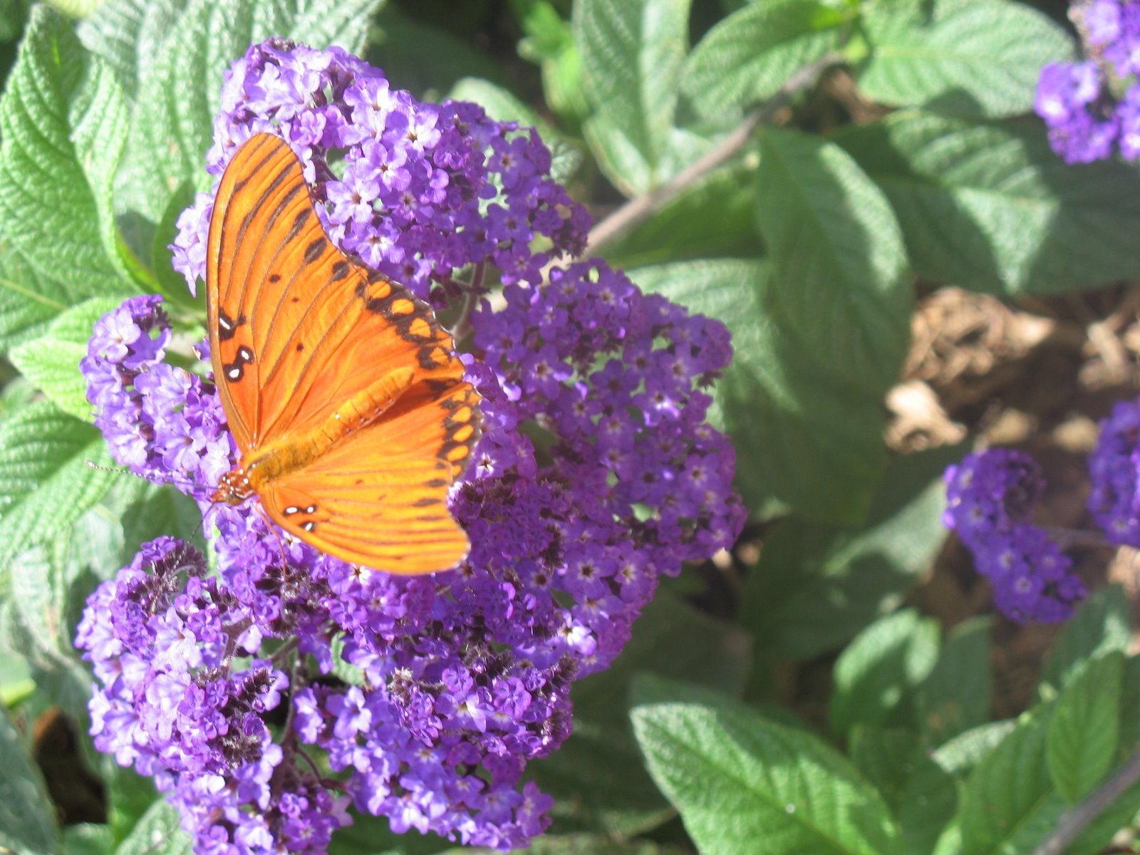 [Orange+butterfly+on+purple.jpg]