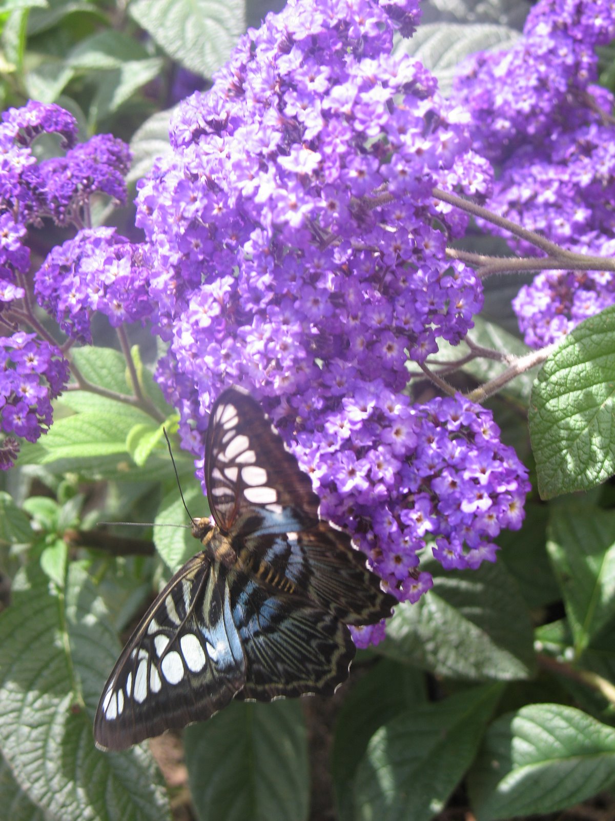 [Blue+butterfly+on+purple.jpg]