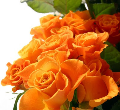 http://1.bp.blogspot.com/_s9QpV5pdCtQ/SoMXueMe4aI/AAAAAAAAAig/kVWiVJKxniI/s400/orange-rose.jpg