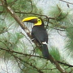 Tucan in Costa Rica