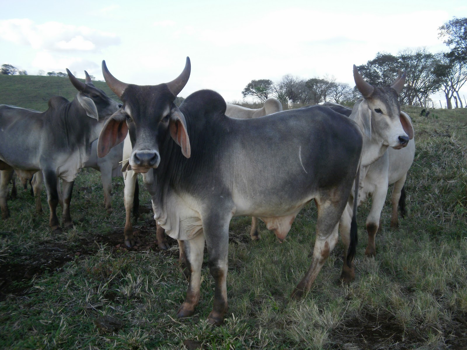 Guzerá o gado...