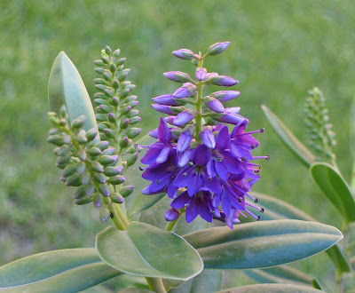 庭の低木 - Hebe speciosa