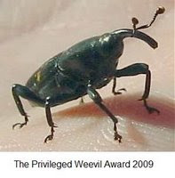 Winner of The Privileged Weevil Award 2009