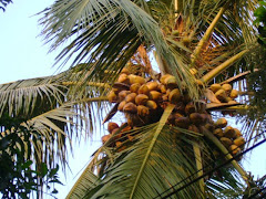 Kerala-Land of coconuts