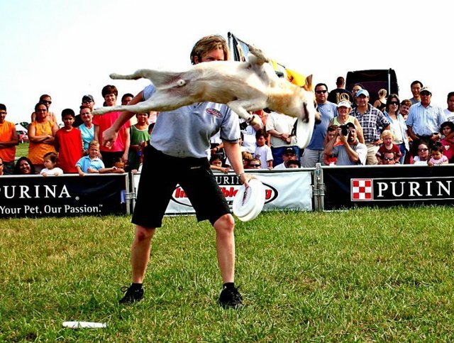 Fly_Dogs_17.jpg