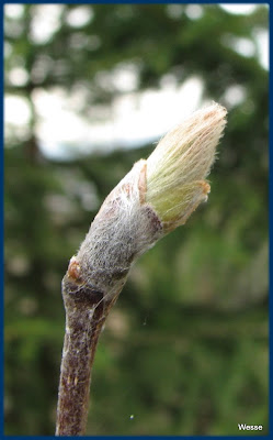 Wesses Fotoblogg: 