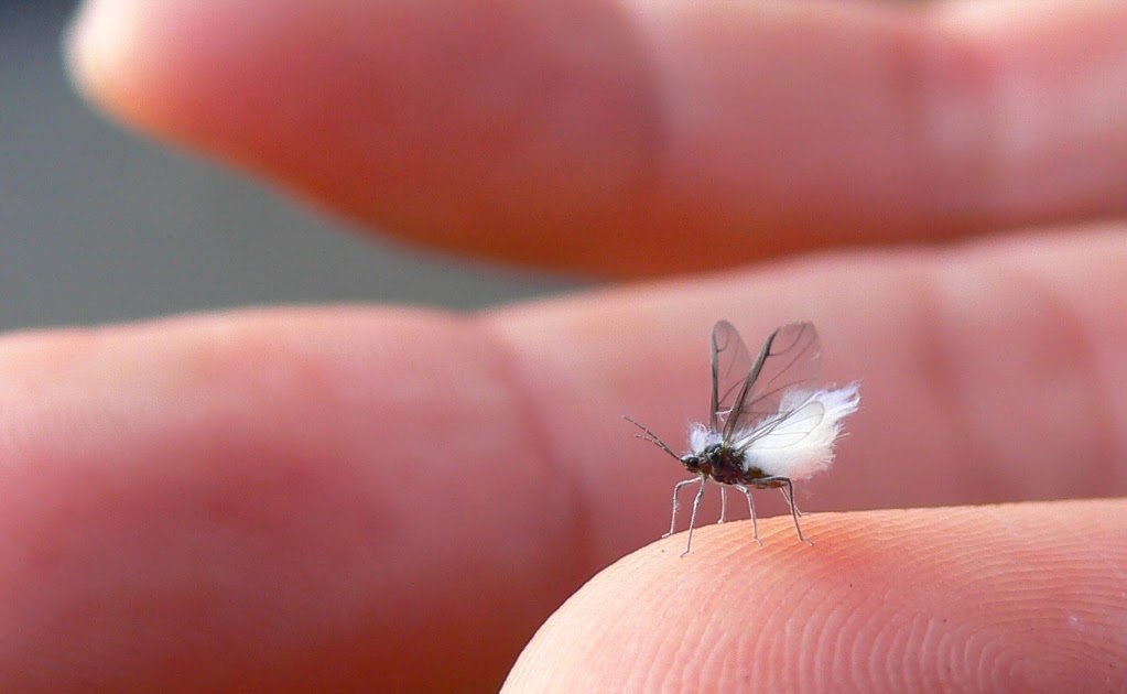 最近のふだかけ 「雪虫」が飛ぶ季節です 最近のふだかけ 「雪虫」が飛ぶ季節です