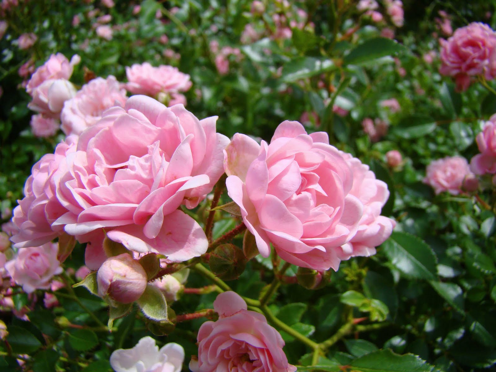 Bean Street Market Blog Miniature Roses