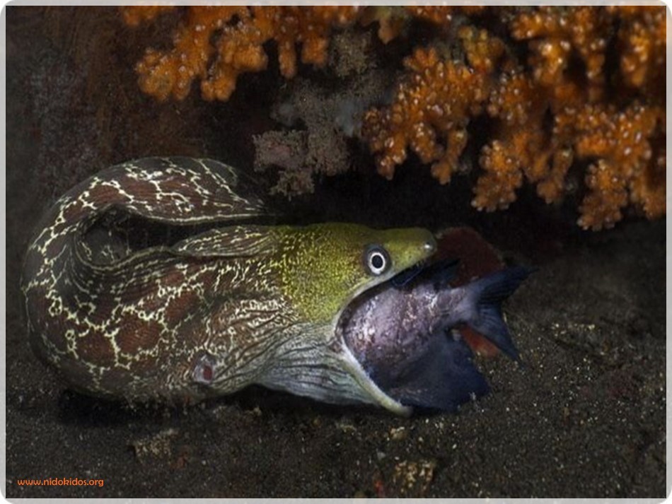 Big Pictures: Aquatic Animals