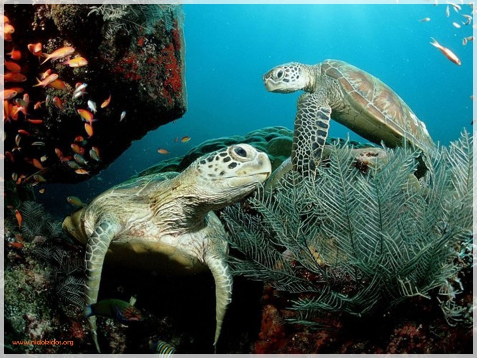 Big Pictures: Rare Aquatic Animals