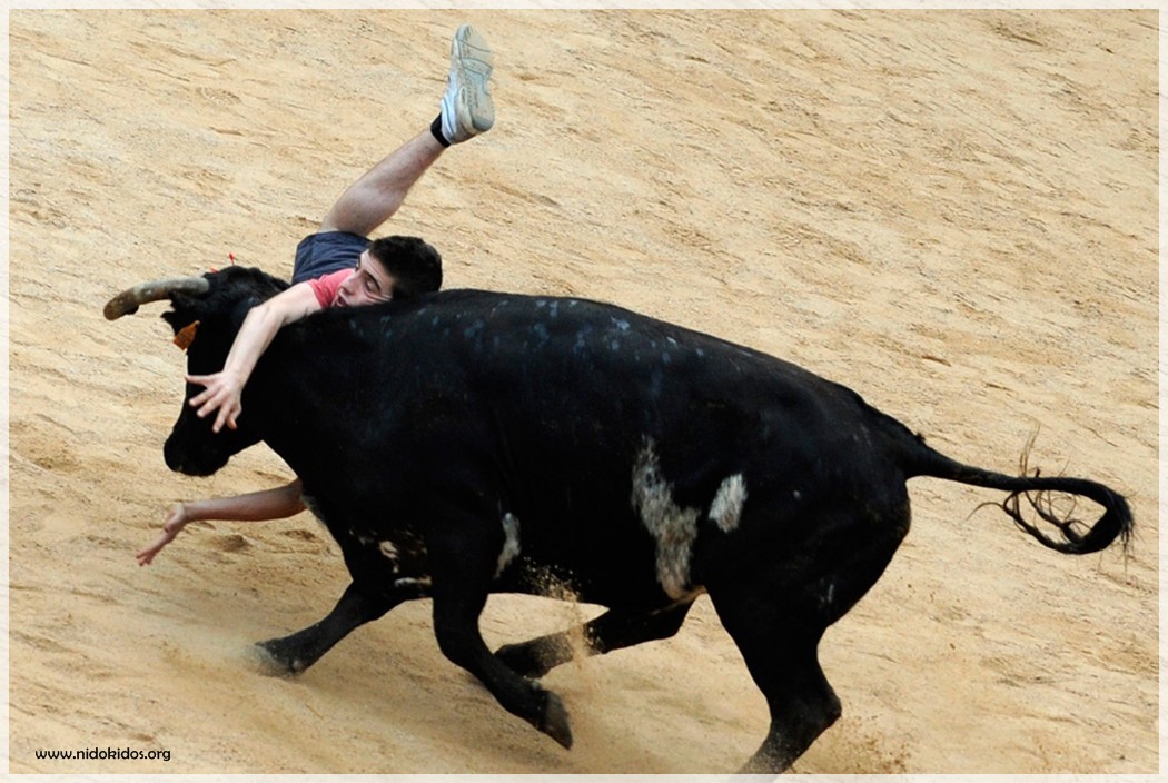 снится бык нападает. армавир быки. быки на тойме. бык фото. снится бык нападает.