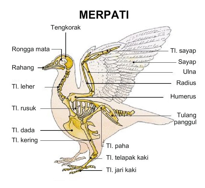 Merpati Tinggian: FULLSTAM UNTUK OTOT DAN STAMINA MERPATI