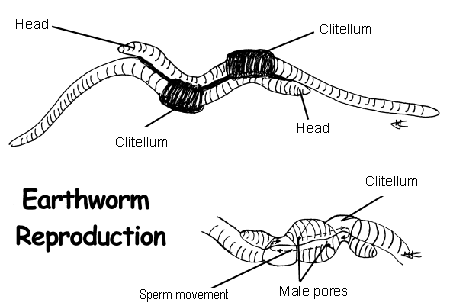 Do Worms Have Sex 68