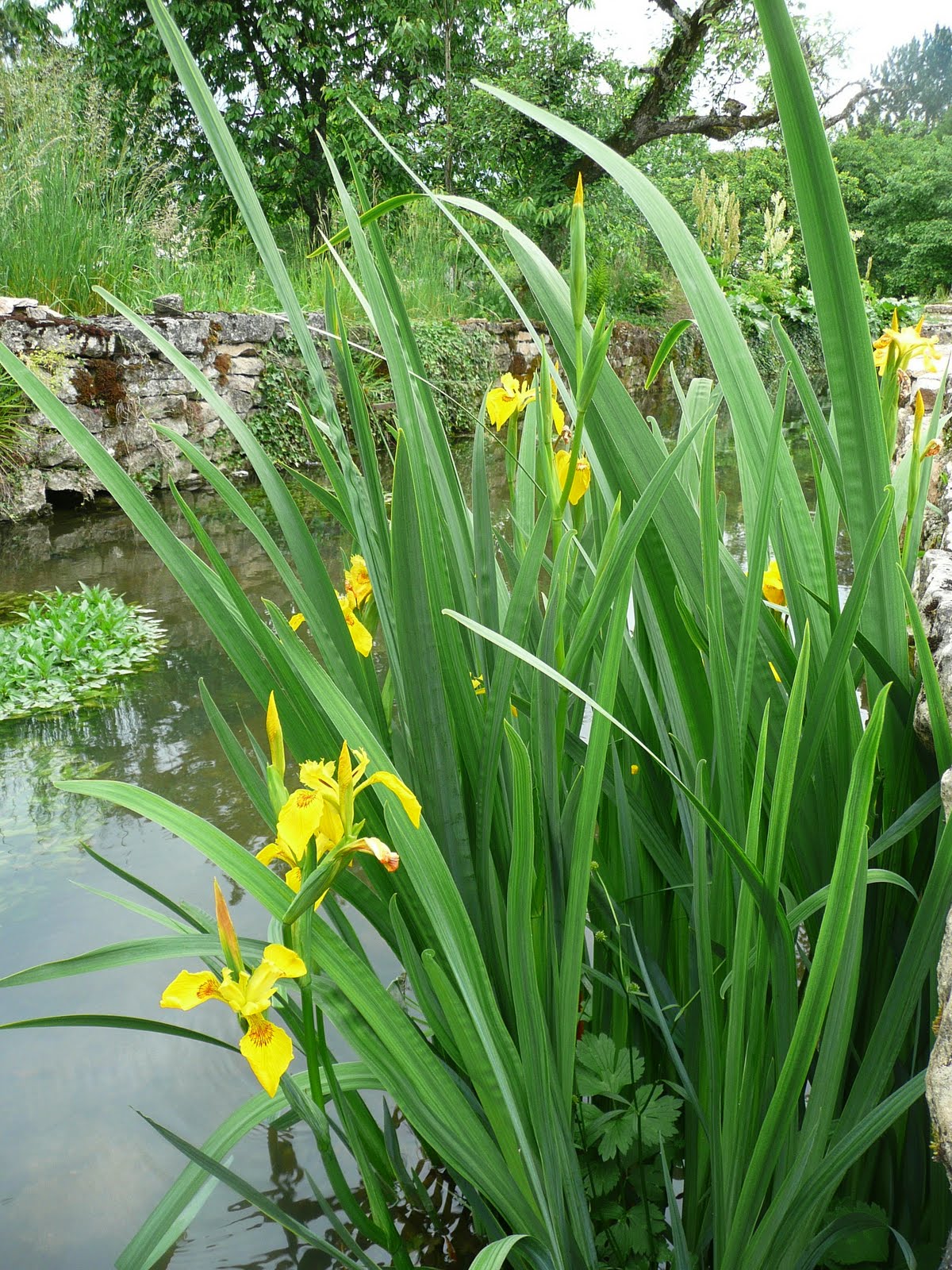Misez Sur Le Bac Permaculture En Bois Jardin Et Saisons