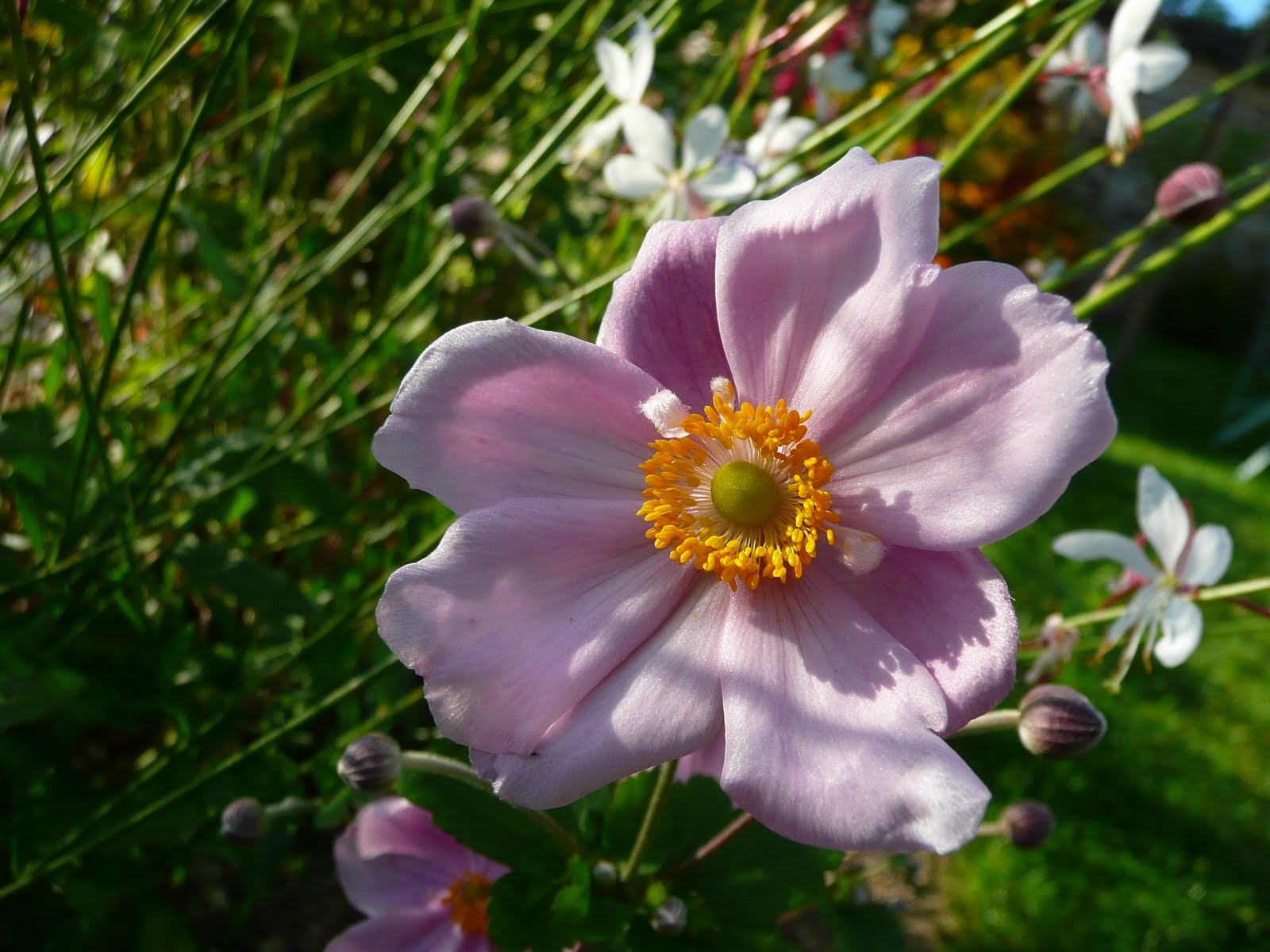 Notre jardin secret.: Anémones du japon , Abelia kaleidoscope et Potentille  lovely pink