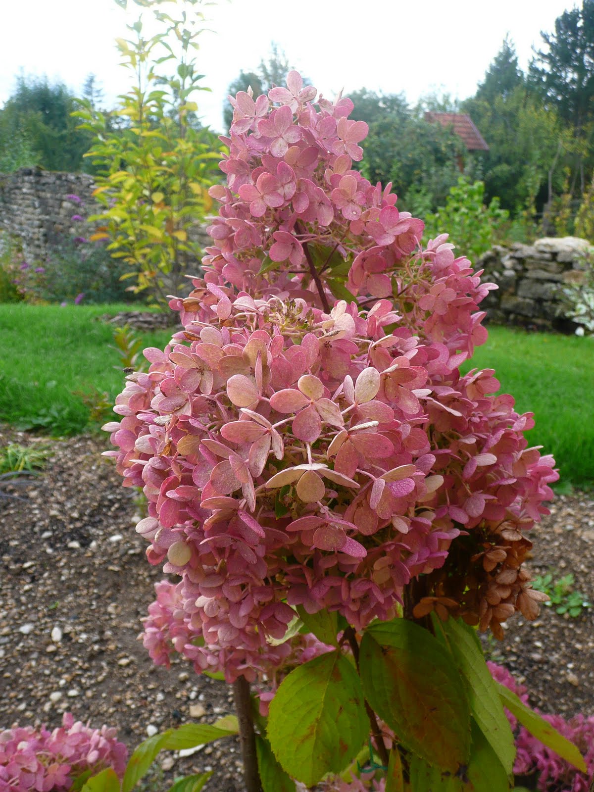Notre Jardin Secret Weigelia Red Prince