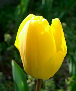 gambar_bunga_tulip_kuning