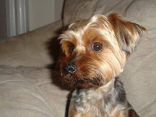My oh so obedient Yorkie