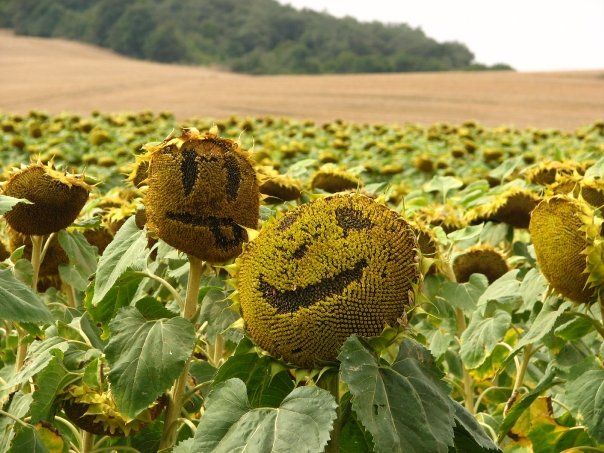 [Smiling+Sunflower.jpg]