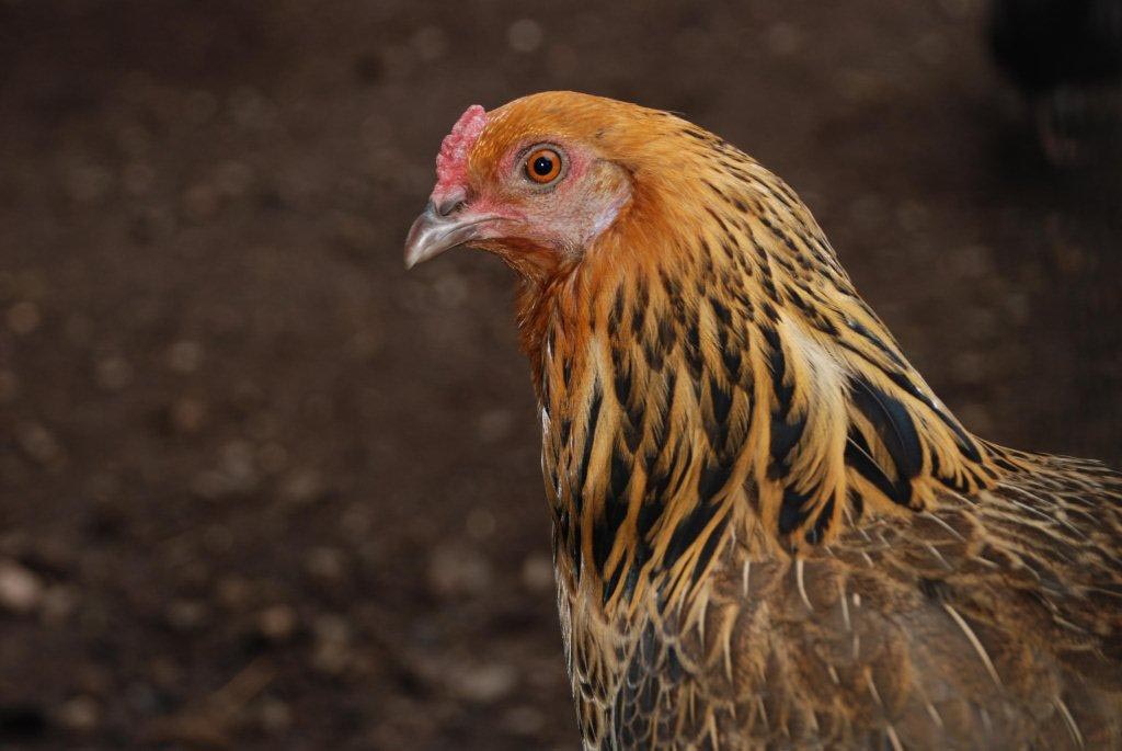 Applegarth Farm: Young Americana Hen