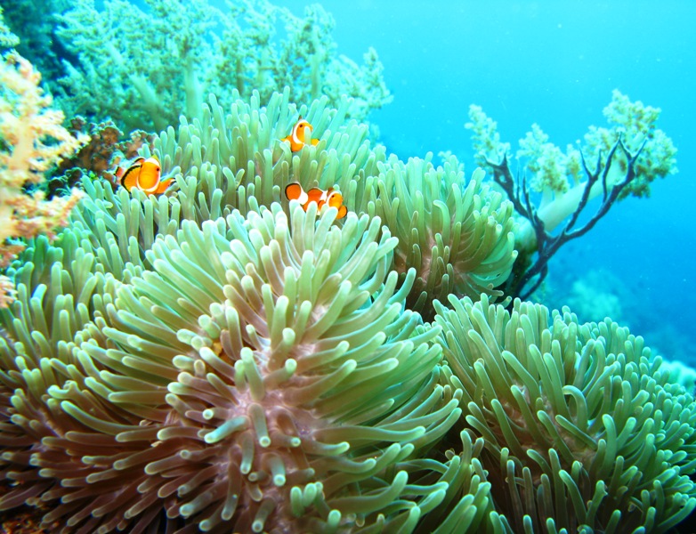 Terumbu Karang I Love Coral Reef