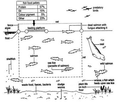 Science of Life: Ecology Practice Questions