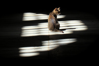 Cat in the spotlight