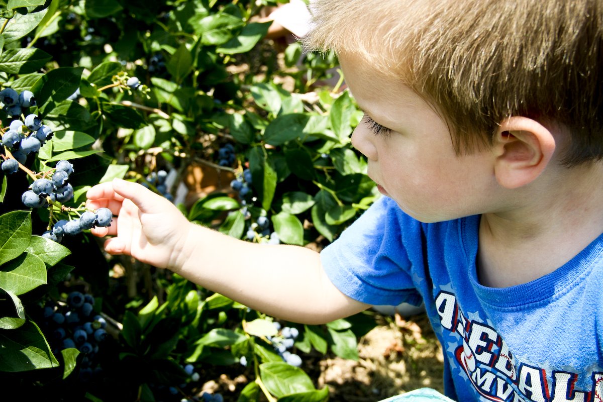 [blueberries-7.jpg]