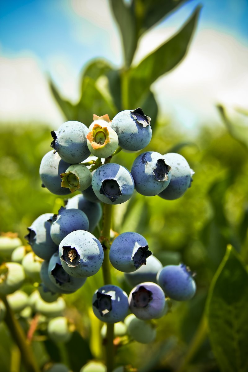 [blueberries-5.jpg]