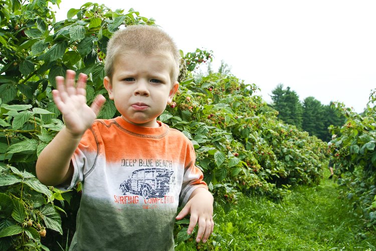 [08Sep16_raspberries_1-52.jpg]