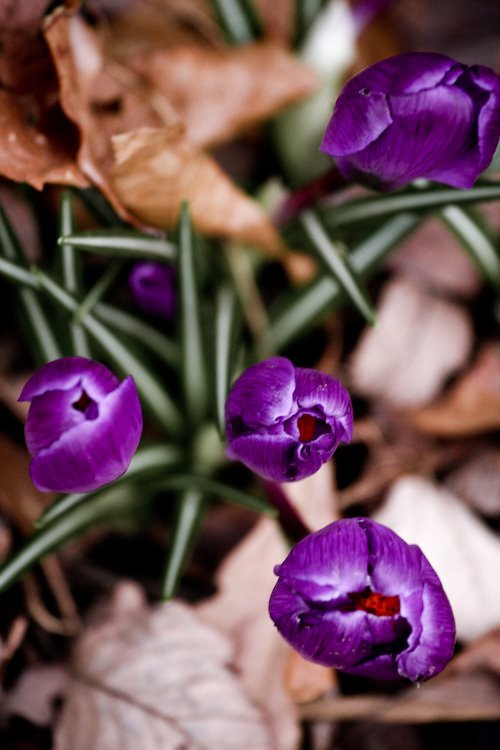 [09Mar17_flowers_6.jpg]