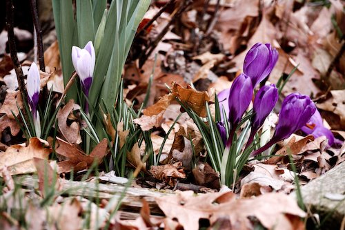 [09Mar17_flowers_2.jpg]