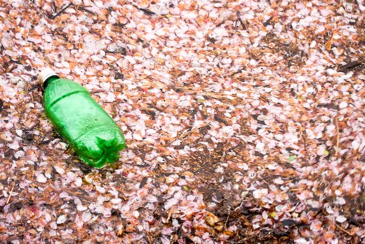 [09Apr11_cherryblossoms_108.jpg]