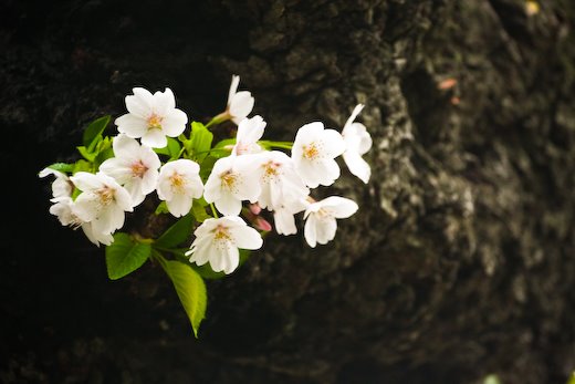 [09Apr11_cherryblossoms_98.jpg]