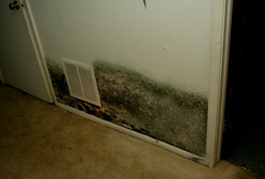 [09Jun09_mold_60.jpg]