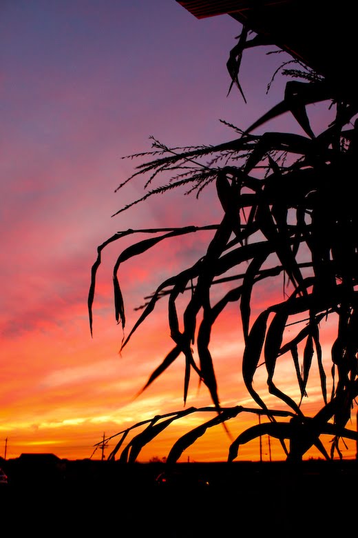 [09Oct26_pumpkins_89.jpg]