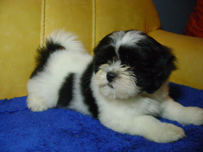 Lhasa Apso Curitiba: Filhotes da Bella e do Billy