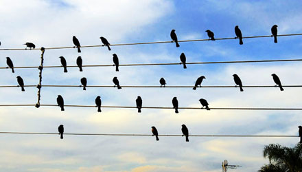 Pássaros se transformam em música