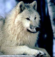 whitewolfreads