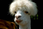 This llama...