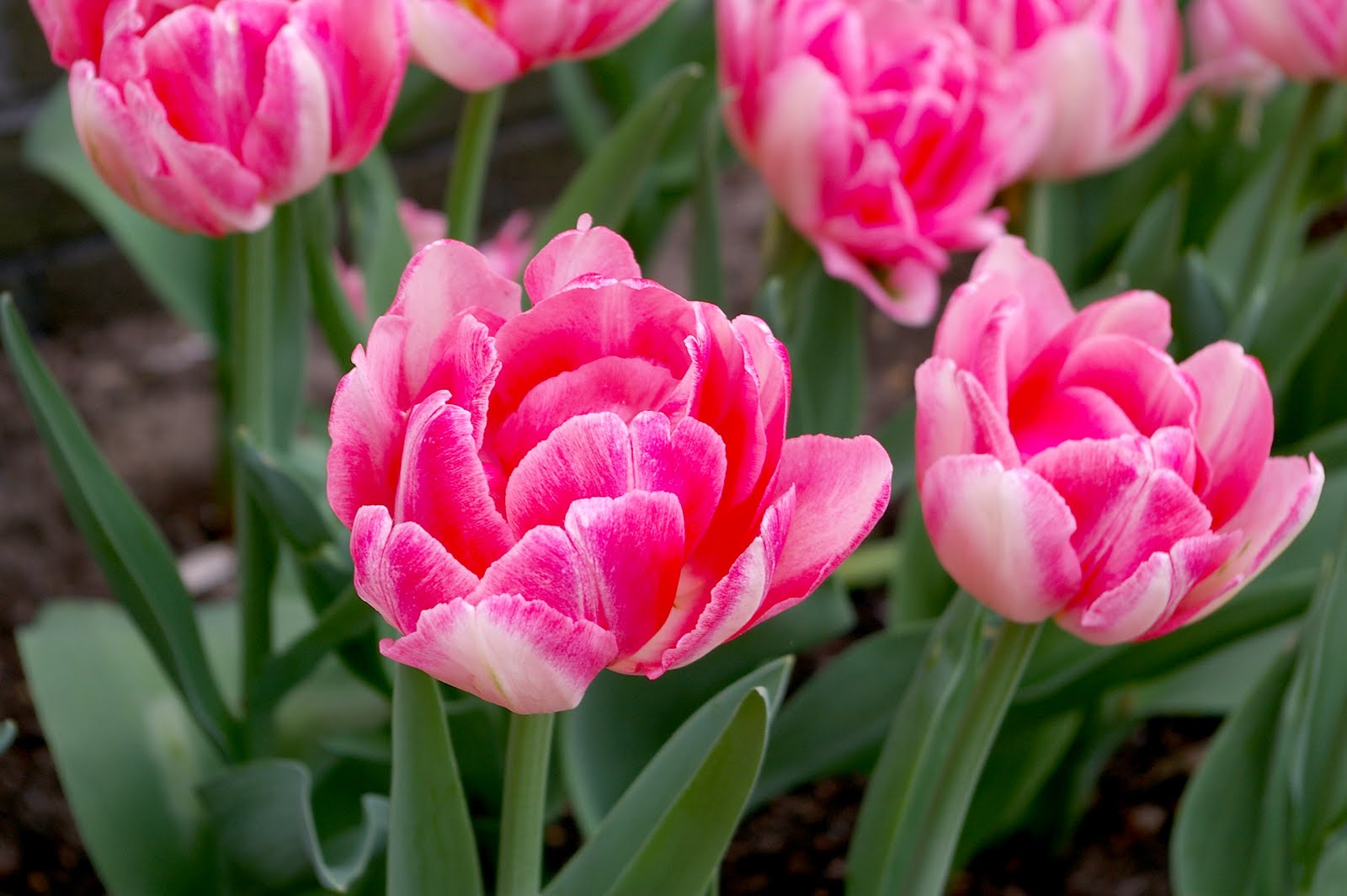 Great Bulbs and Perennials Tulip 'Foxtrot'