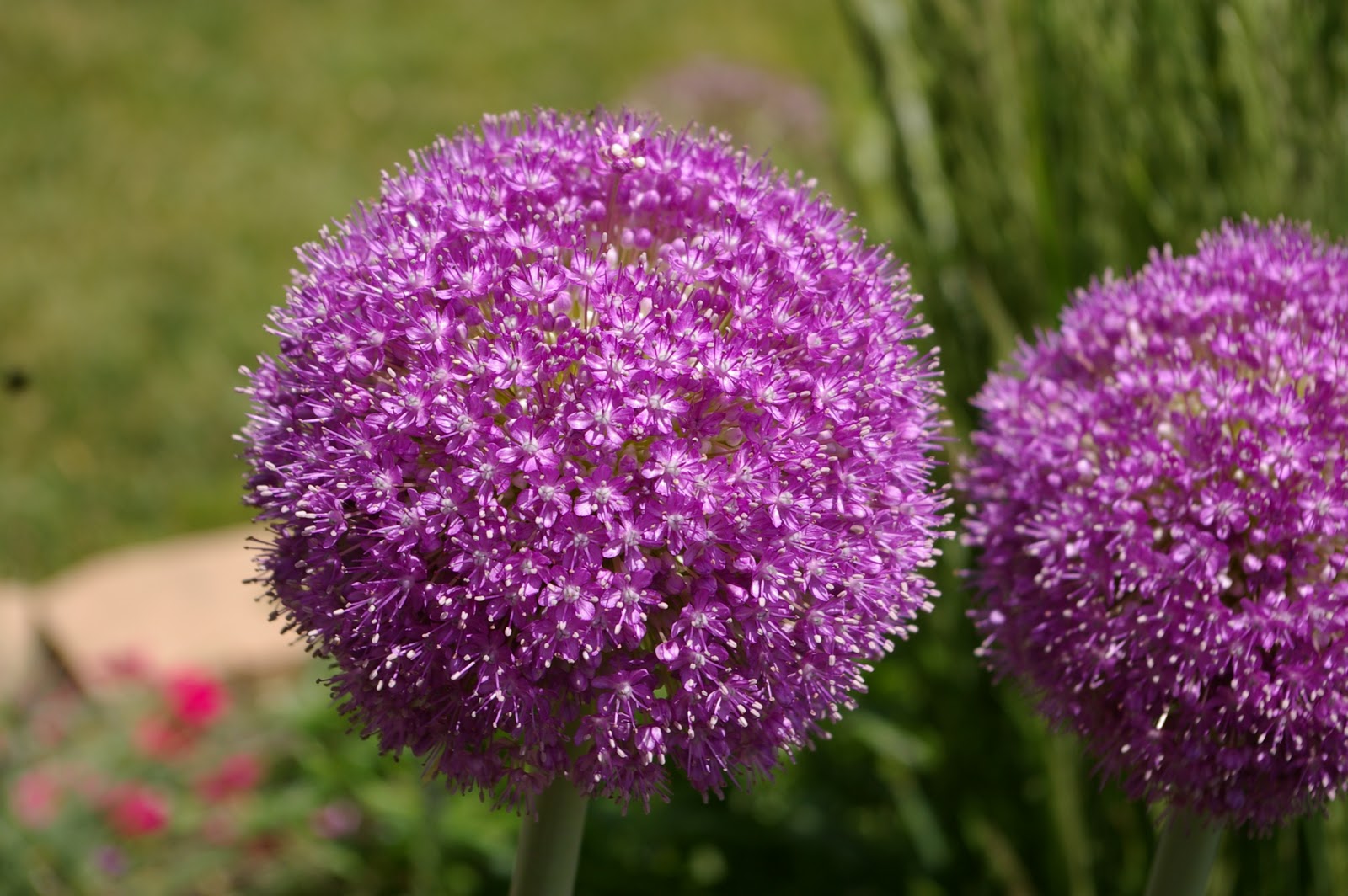 Great Bulbs and Perennials Alliums Gaining Garden Momentum
