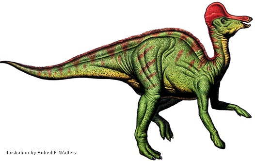[walters_corythosaurus.jpg]