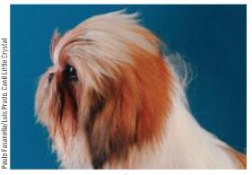[shihtzu_cabeca_certo2.jpg]